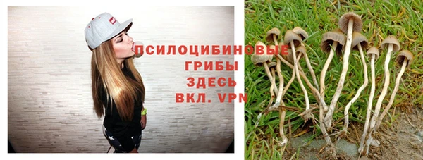 прущие грибы Абаза
