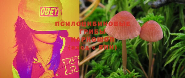 прущие грибы Абаза